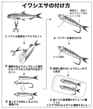 イワシエサの付け方