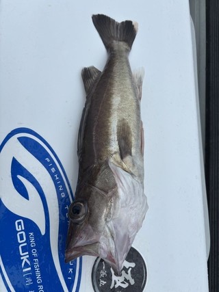 釣果