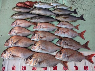 【釣果速報】和歌山県海斗丸でタイ・イサギ・アジなど多彩な魚種をゲット！数も型も大満足で釣り客全員テンションMAX！
