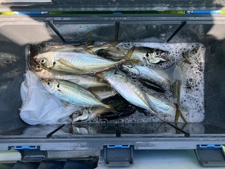 釣果