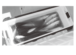 海水氷入りのクーラーへ早めに入れる