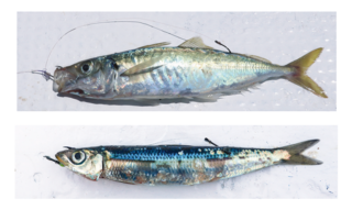 泳がせ釣りのエサ付け