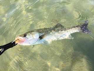伝統釣法のエビスズキ　富津沖で良型連発！