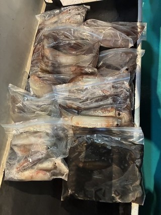 釣果