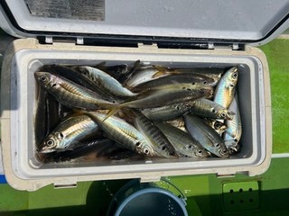 釣果