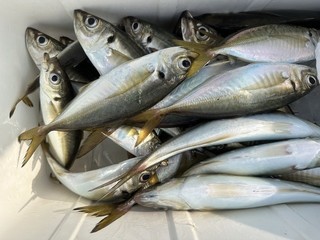 釣果