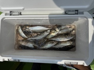 釣果