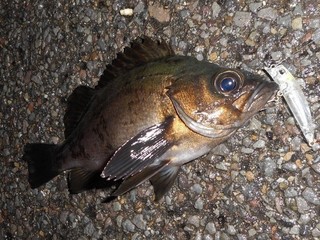 良型メバルが鈴なり　四倉沖は根魚天国！