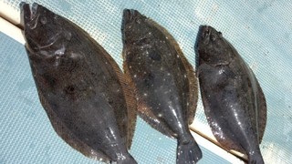 飯岡沖のヒラメ好調　父の日に捧げる大板