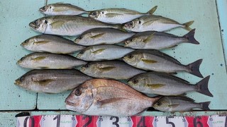 【釣果速報】和歌山県海斗丸でタイ・イサギ・アジなど多彩な魚種をゲット！数も型も大満足で釣り客全員テンションMAX！