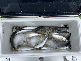 釣果