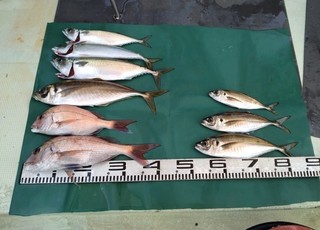 【釣果速報】和歌山県山田丸で40㎝のど迫力マダイをキャッチ！大物マダイを捕まえに行きませんか？