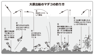 大原出船のマダコの釣り方