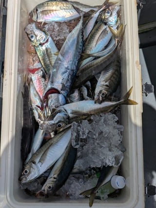 釣果