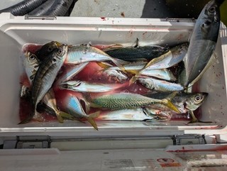 釣果