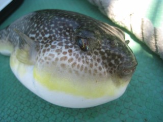 日立沖の夏フグ開幕　浅場で数釣りを堪能