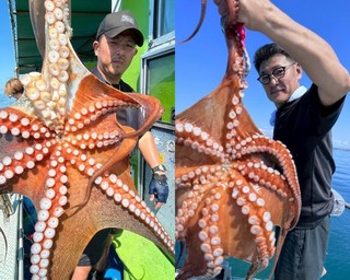 【釣果速報】兵庫県海蓮丸はキロオーバーのマダコがじゃんじゃん釣れてるってウワサ！大型タコを狙いたいなら今スグに乗船を！