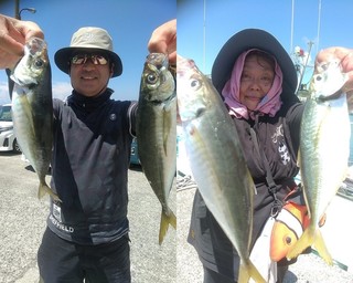 【釣果速報】竿頭66匹！千葉県勘次郎丸でアジの多点掛けが絶好調！数釣りするなら今すぐの乗船がおすすめ！