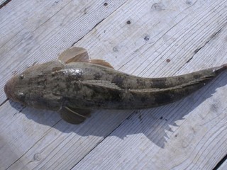 鹿島沖のテンヤマゴチ　大型混じりで食い活発