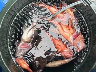 釣果