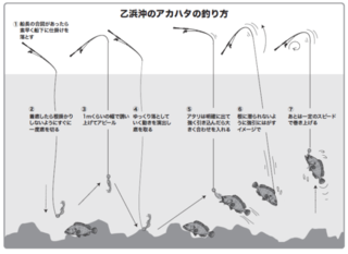 乙浜沖のアカハタの釣り方