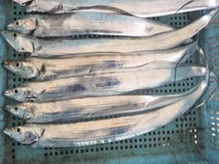 パターンがハマらない！？ムズ面白いテンタチ