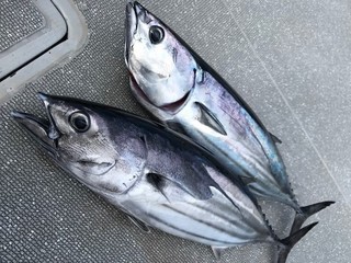 ［竹田ノブヒコのイチ押しルアーターゲット（第154回）］鹿島沖のカツオ