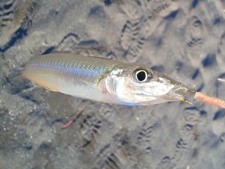 東京湾のシロギス好況　浅場で数釣りを堪能