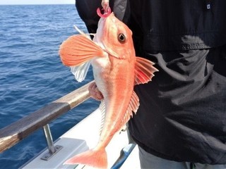 何が釣れるかお楽しみ　仙台湾の五目ゲーム