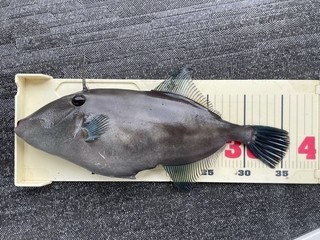 釣果