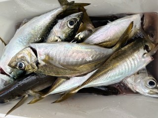 釣果