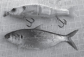ルアーの写真