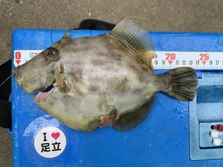釣果