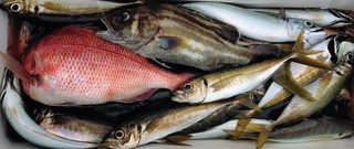 釣果