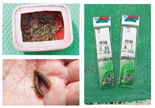▲エサはアオイソメ／エサの付け方はチョン掛けでタラシは2cm／ハリス付きハリは船宿で販売