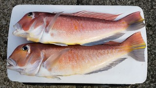 型、数ともに目標クリア　日立沖のアマダイで入魂