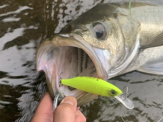 シマノのSLX MGLを使い続けてみた！信頼＋コスパ優秀なベイトリール