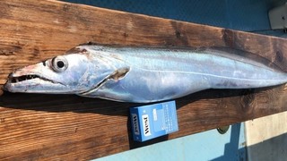 ［竹田ノブヒコのイチ押しルアーターゲット（第159回）］冬の東京湾タチウオジギング