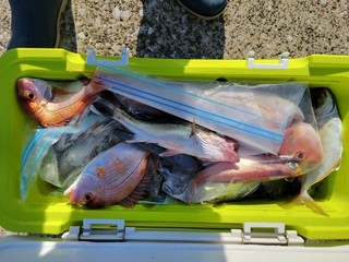 【釣果速報】神奈川県岩伊丸でカイワリやハナダイなど人気魚種勢ぞろい！何に出会えるかお楽しみの釣行はいつも大人気！        