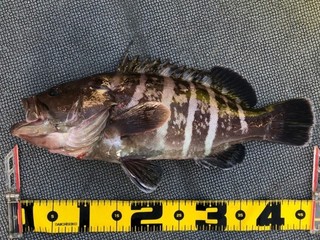 ［竹田ノブヒコのイチ押しルアーターゲット（第161回）］大原沖のスーパーライトジギング