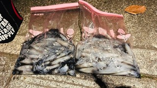 【釣果速報】千葉県TARGETでヒイカ釣行が好調！船中100杯オーバー！冬の絶品ヒイカを自分の手で釣り上げてみませんか？