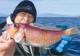 紅白狙える相模湾　江ノ島沖の浅場で シロアマダイ登場