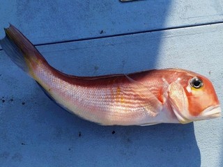 東伊豆のアマダイ好調　数を釣るなら今です！