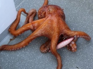 大洗沖の餌木タコ順調　年始から大型チャンス