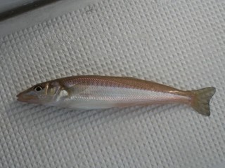 東京湾のシロギス好況胴つきシャクリで堪能