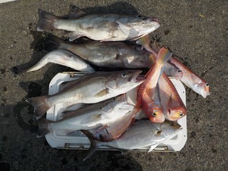 【釣果速報】千葉県稲荷丸で2.00kgアラ&37cmアマダイGET!一度体感するとクセになる引きの強さをぜひ味わって!