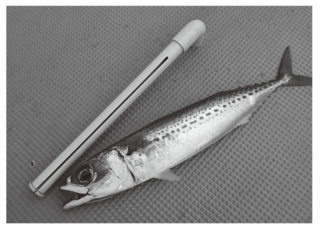 サバ外しは必需品