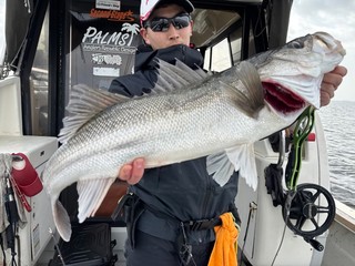 【釣果速報】千葉県Friend☆Shipでシーバス連発！釣り客全員ゲット達成！ランカーバスゲットも夢じゃない！