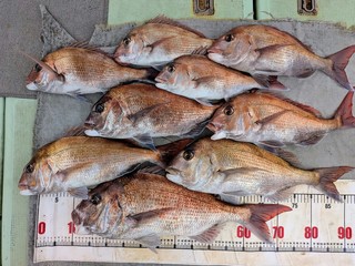 【釣果速報】これはめでタイ！和歌山県海斗丸でロクマルオーバーのマダイゲット！春の釣行ならこの船に決まり！