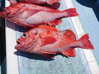 トップシーズンへ突入提灯行列を楽しむなら今